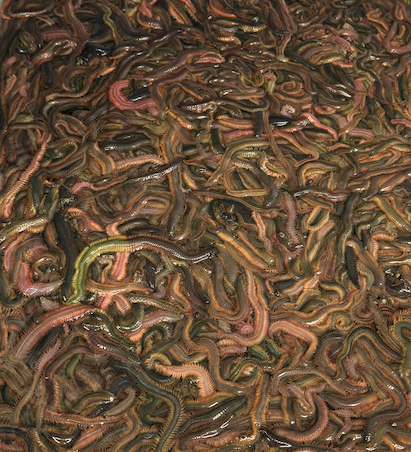 Nereis Virens – børstemark